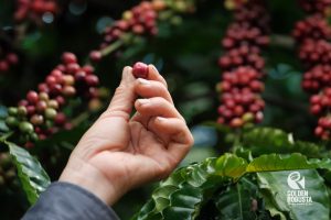 goldenrobusta