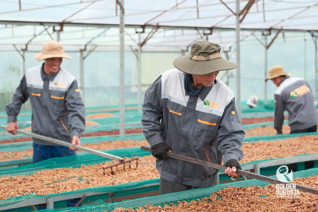 goldenrobusta