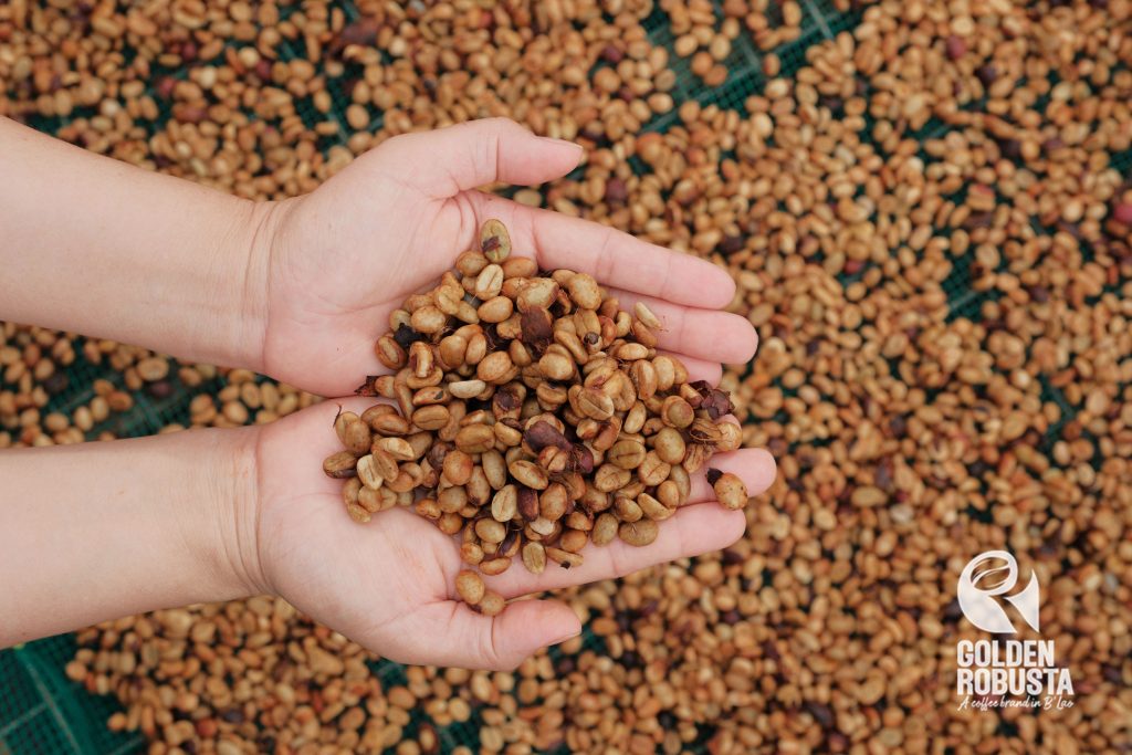 goldenrobusta